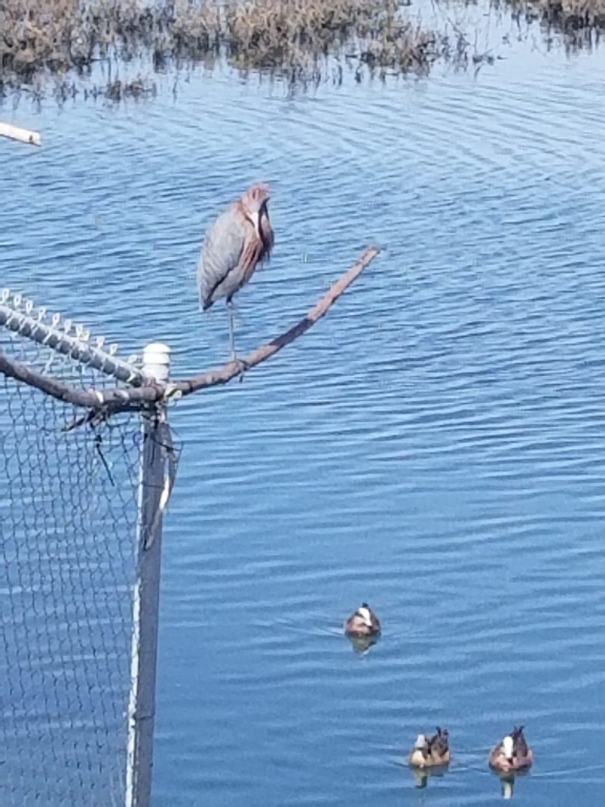 Ocean Beach coastal wildlife, San Diego 92107 โ photo 1
