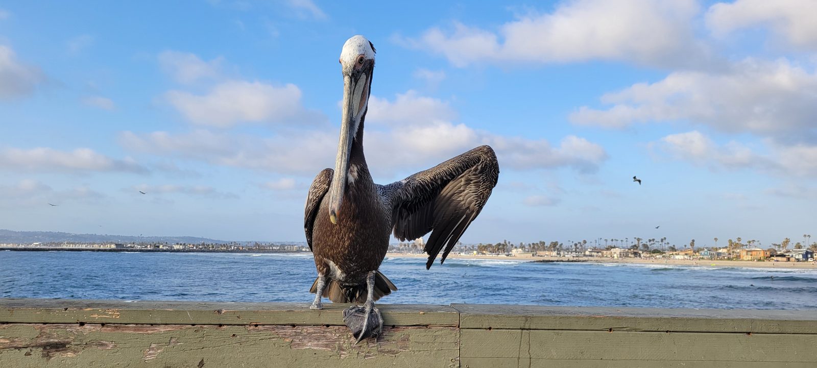 Coastal birds at Ocean Beach, San Diego โ photo 4
