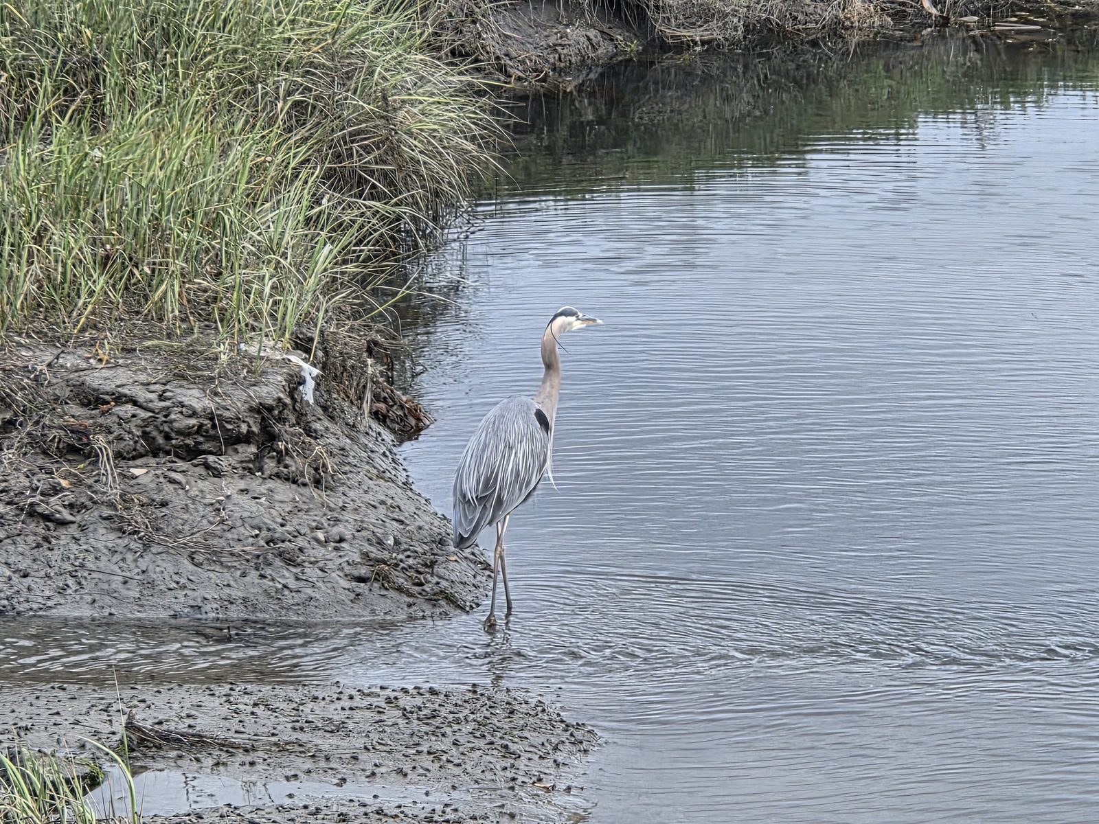 Ocean Beach wildlife, San Diego 92107 โ photo 5