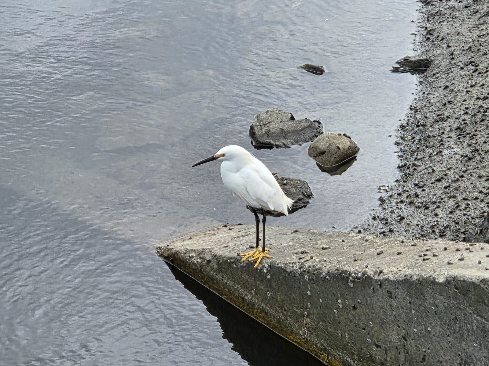 Wildlife along the Ocean Beach coast, San Diego โ photo 6