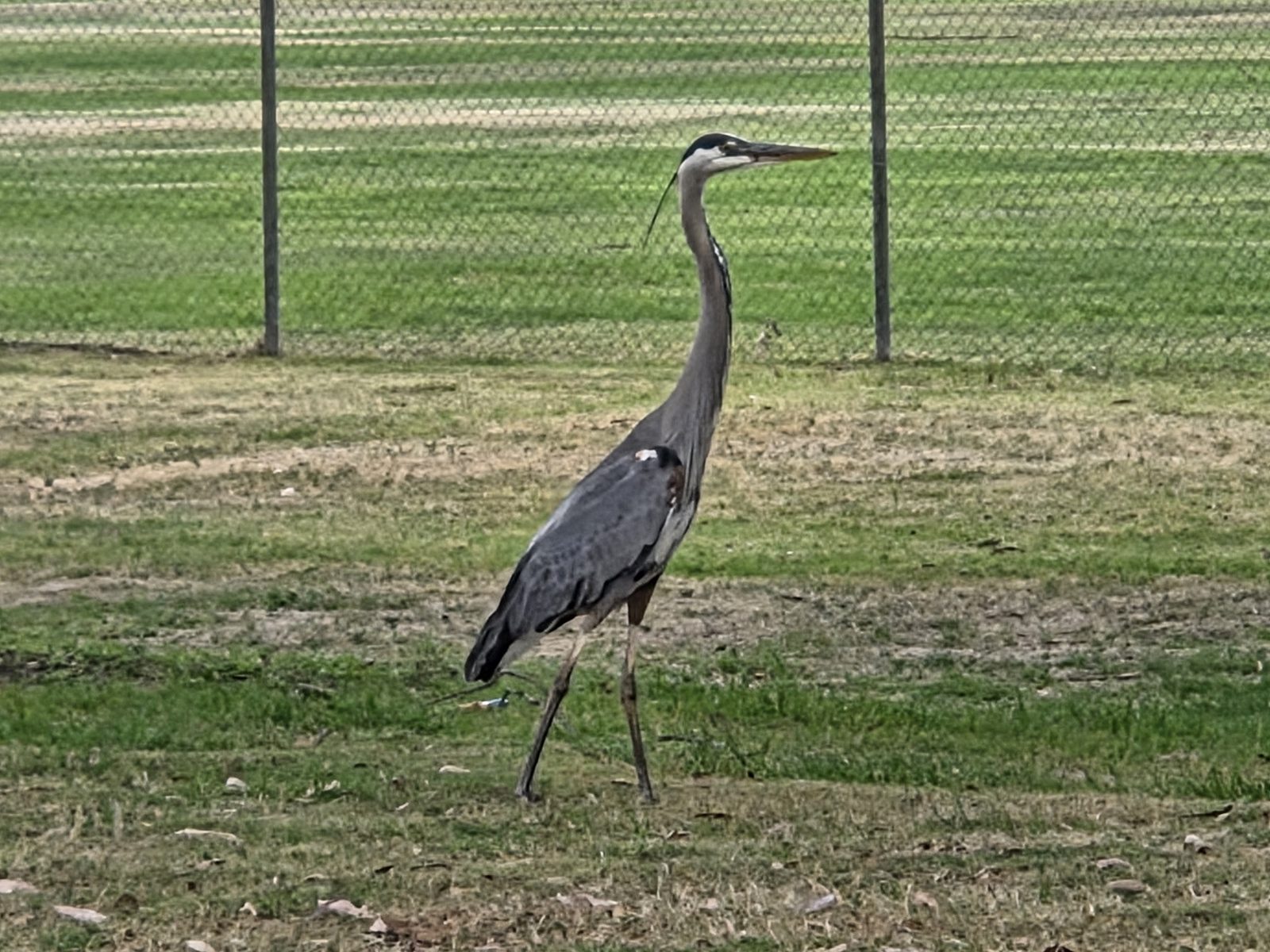 Coastal wildlife at Ocean Beach, San Diego โ photo 8