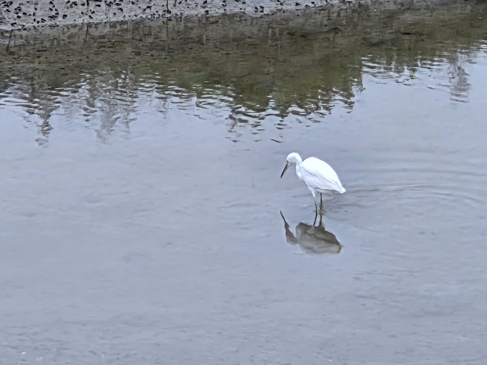 Ocean Beach wildlife, 92107 โ photo 9